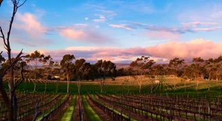 McLaren Vale Winery